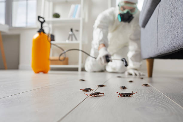 Commercial Rodent Management in South Tucson